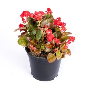 Potted Red Begonia plant