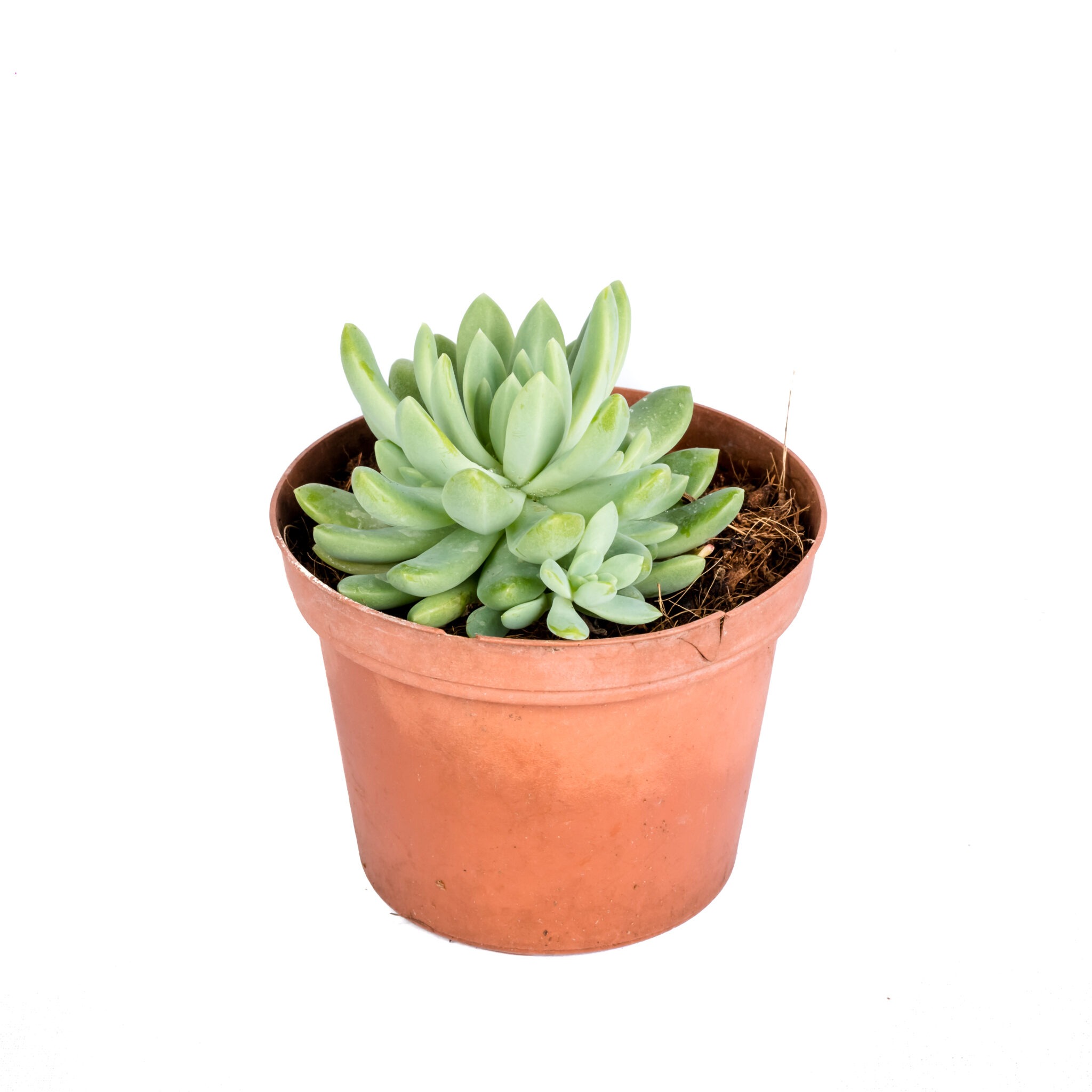 Young Plants Plants for Sale Sri Lanka Garden and Plant Shops