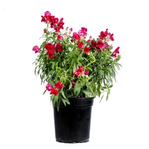 Potted Red Antirrhinum plant