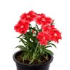 Dianthus Beautiful Red Dianthus