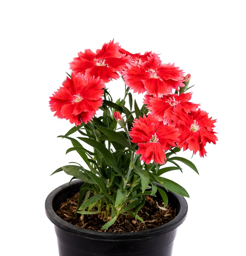 Dianthus Beautiful Red Dianthus