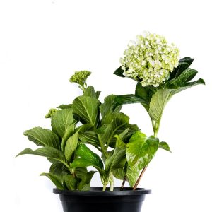 Beautifully Bloomed Hydrangea
