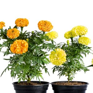Beautiful Marigold/ Daspethiya Flowers