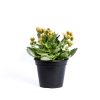 Potted Yellow Kalanchoe plant