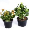 Potted Orange and Yellow Kalanchoe plant