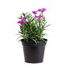 Dianthus (3) Dianthus