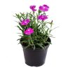 Dianthus (4) Dianthus
