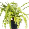 Murano Fern Potted Murano Fern
