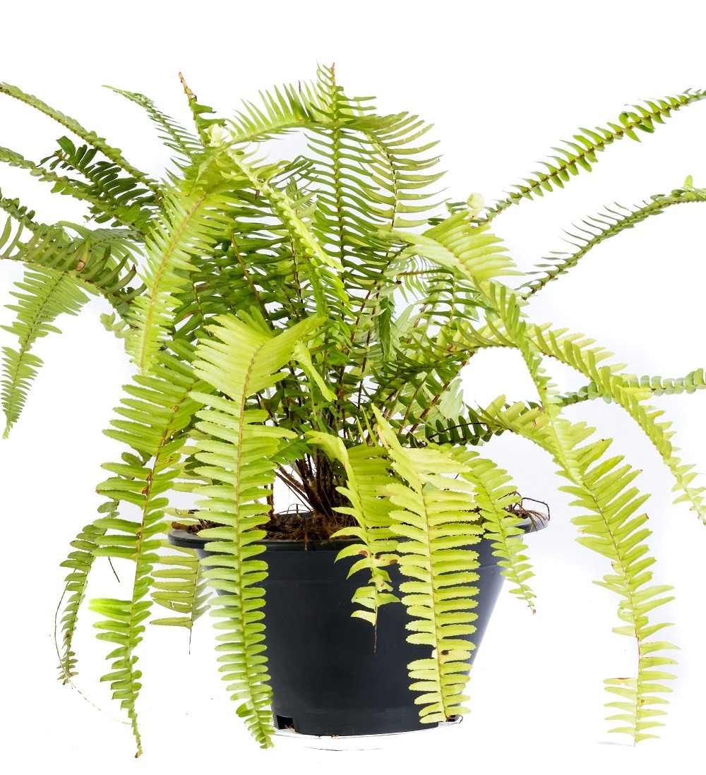 Murano Fern Potted Murano Fern