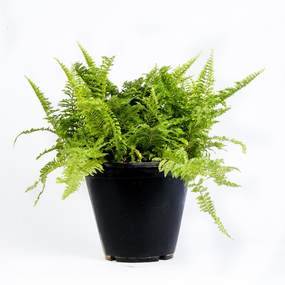 Indoor Plants House Plants Sri Lanka Best Indoor Plants Sri Lanka