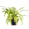 Emerald Queen Fern Potted Emerald Queen Fern