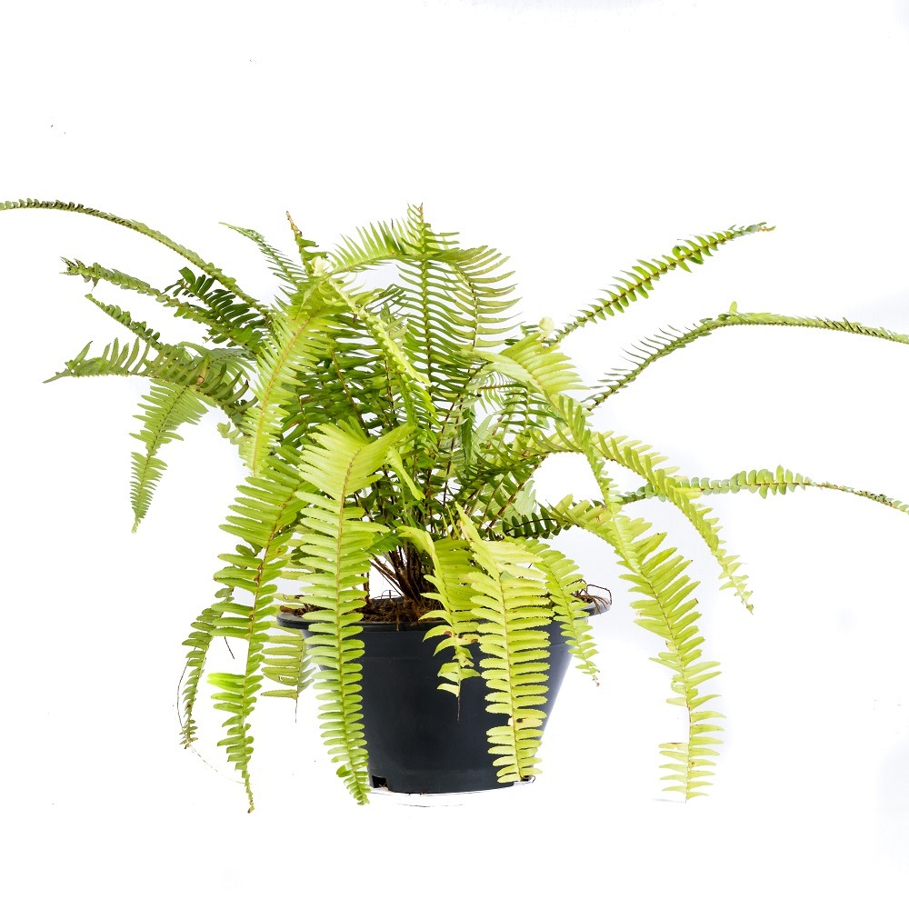 Emerald Queen Fern Potted Emerald Queen Fern