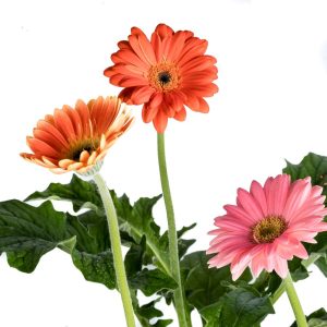 Colourful Gerbera Flowers