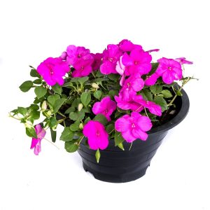 Beautiful Purple Impatiens