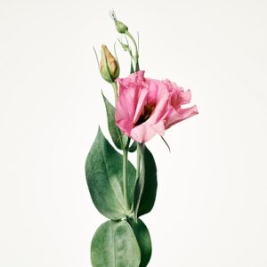 Beautiful Lisianthus Flower