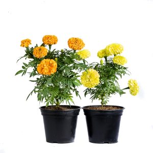 Beautiful Marigold/ Daspethiya Flowers