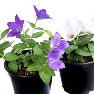 Beautiful Platycodon