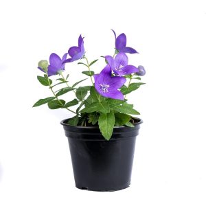 Beautiful Platycodon