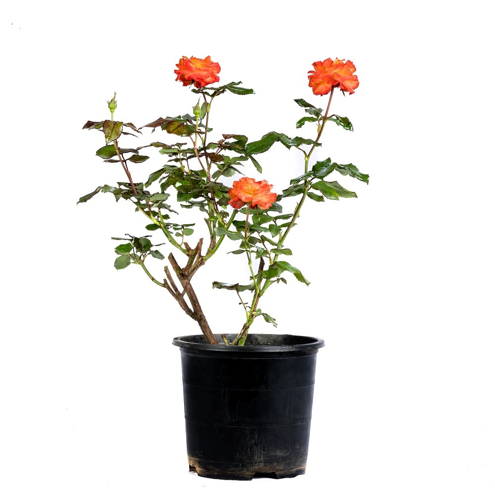 Jabra Flower Plant In Sri Lanka Best Flower Site