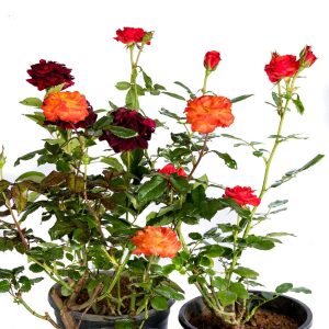 Beautiful Garden Roses