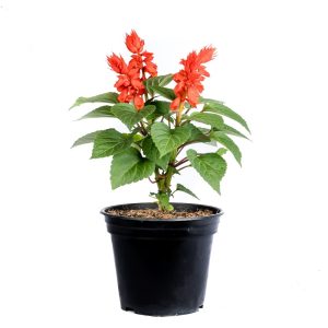 Colourful Salvia