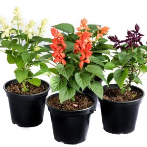 Colourful Salvia Plants