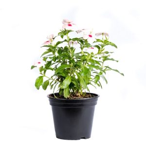 Beautiful Madagascar Periwinkle