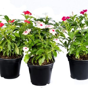 Colourful Potted Vinca