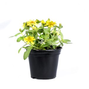 Yellow Zinnias