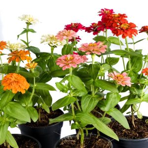 Colourful Zinnias in Full Bloom