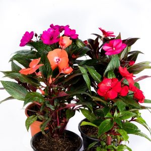 Colourful New Guinea Impatiens in Full Bloom