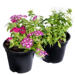 Potted Phlox Flowers