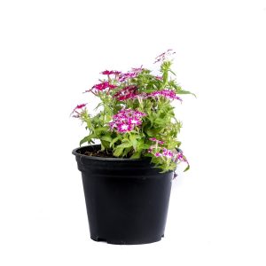Phlox potted plant