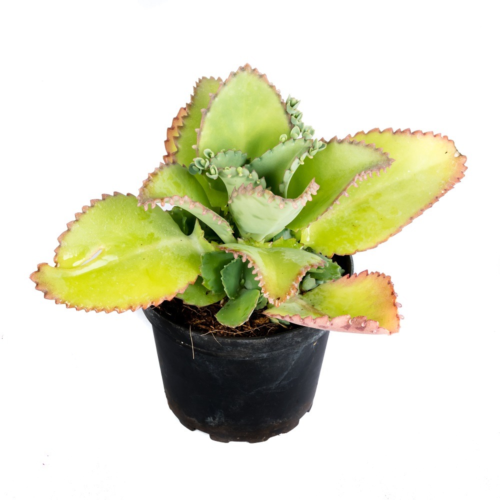 Cactus Plants Sri Lanka Succulent Plants Sri Lanka