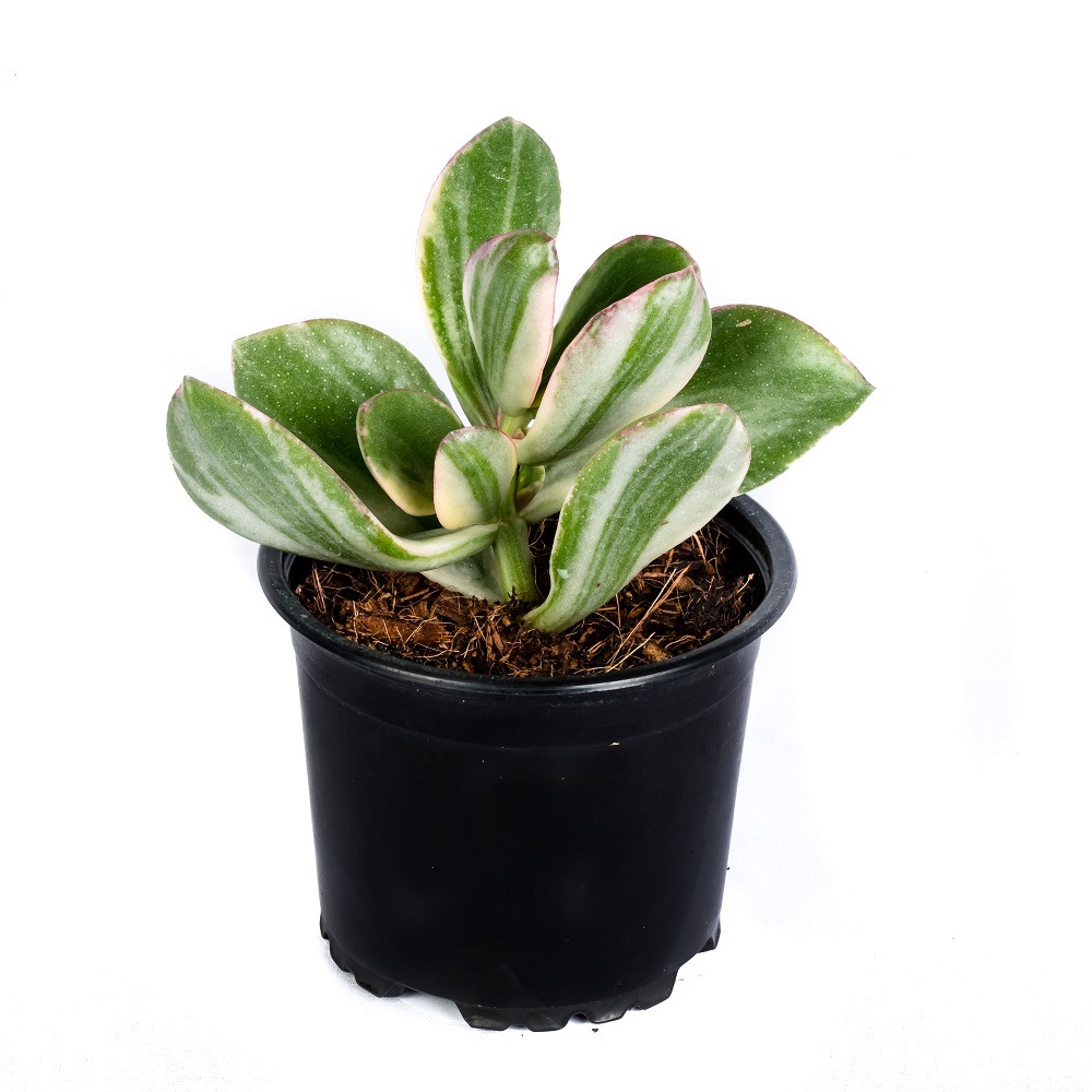 Cactus Plants Sri Lanka Succulent Plants Sri Lanka