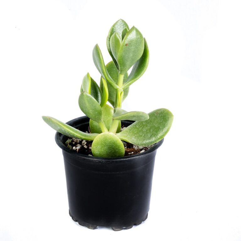 Cactus Plants Sri Lanka Succulent Plants Sri Lanka