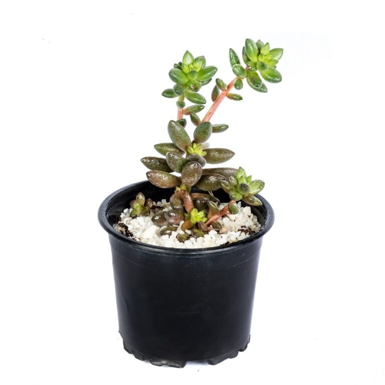 Cactus Plants Sri Lanka Succulent Plants Sri Lanka