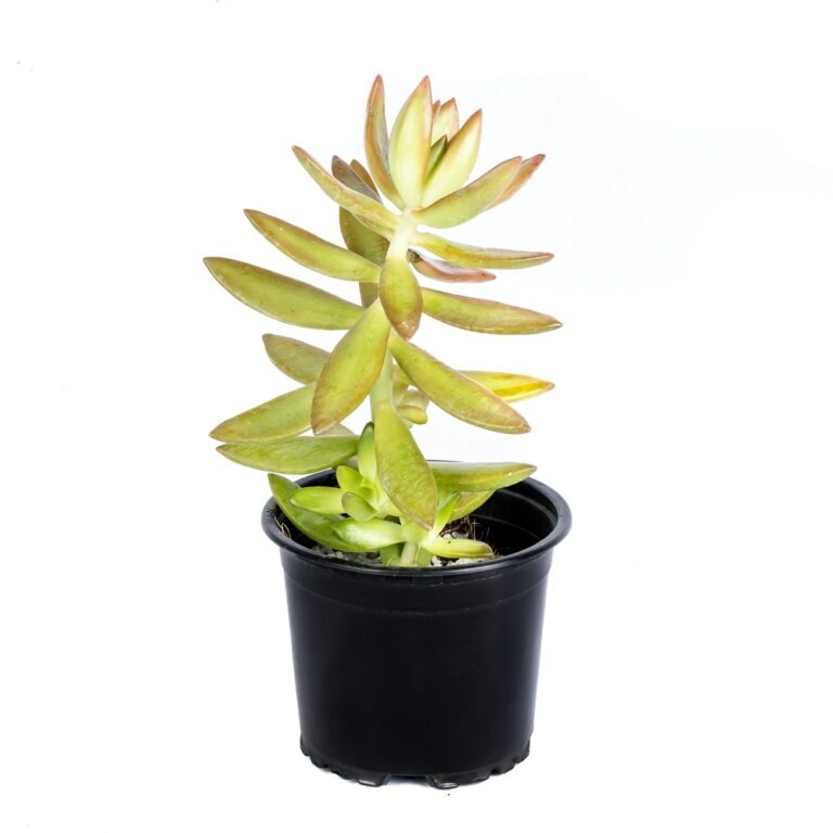 Cactus Plants Sri Lanka Succulent Plants Sri Lanka