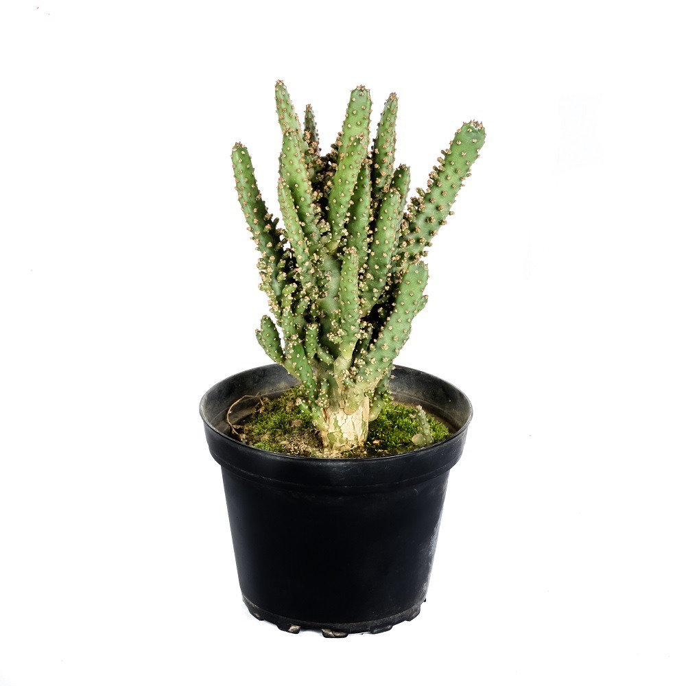 Cactus Plants Sri Lanka Succulent Plants Sri Lanka