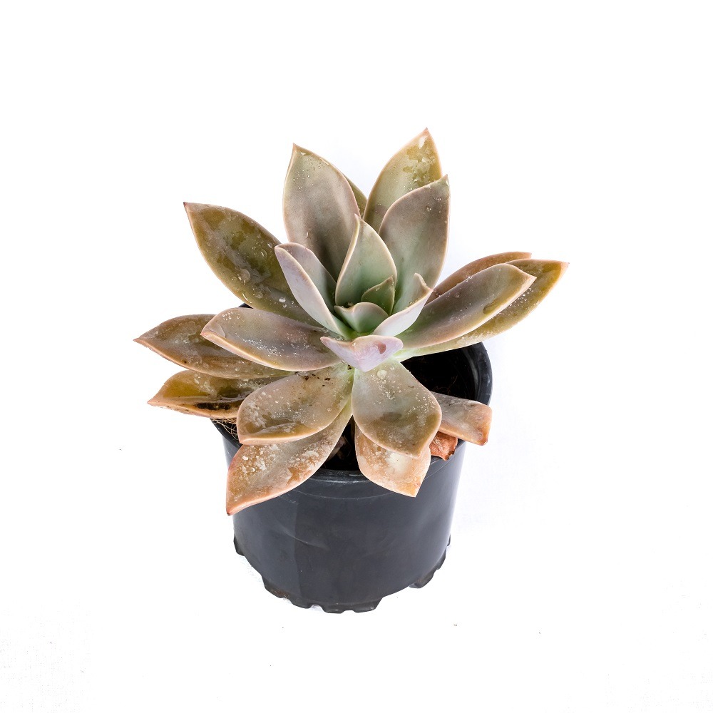 Cactus Plants Sri Lanka Succulent Plants Sri Lanka