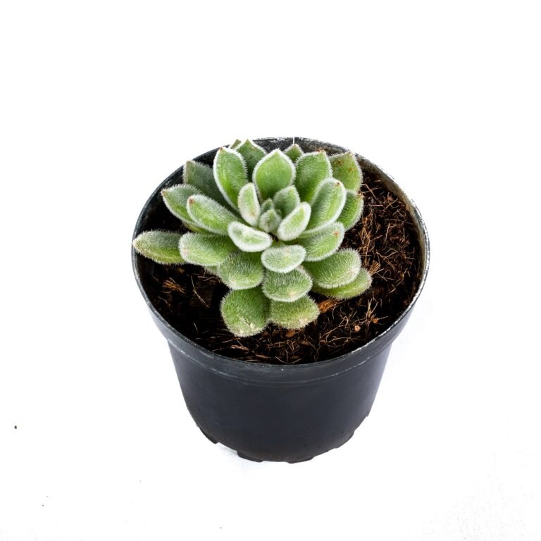 Cactus Plants Sri Lanka Succulent Plants Sri Lanka