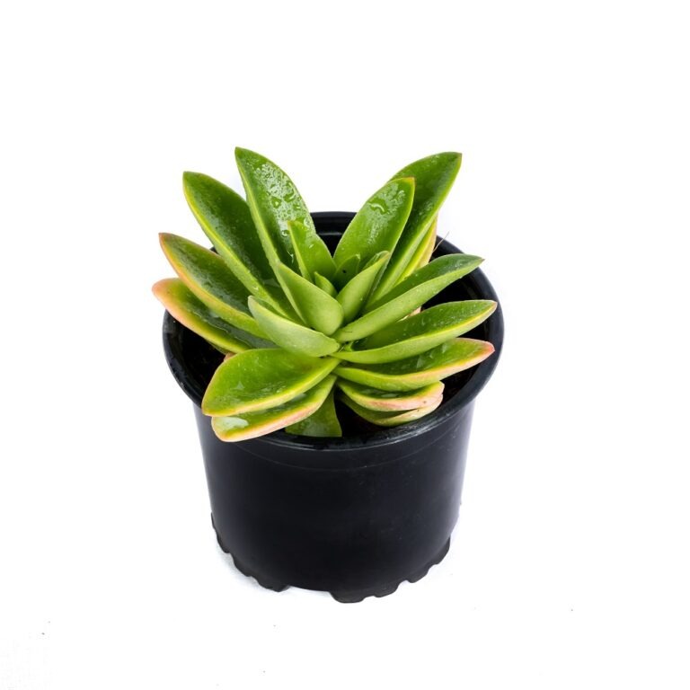 Cactus Plants Sri Lanka Succulent Plants Sri Lanka