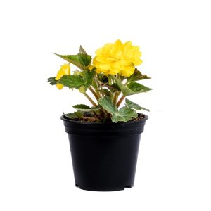 Beautiful Yellow Tuberous Begonia Flower