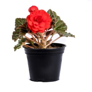 Beautiful Red Tuberous Begonia